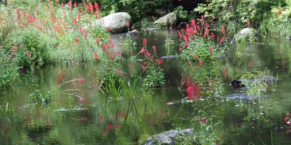Cardinal Flower